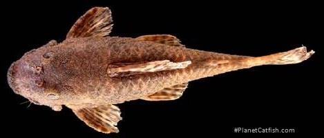 Neblinichthys brevibracchium