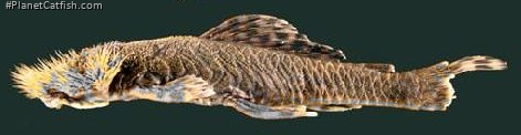 Neblinichthys echinasus