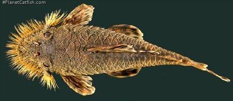 Neblinichthys echinasus