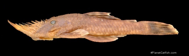 Neblinichthys pilosus