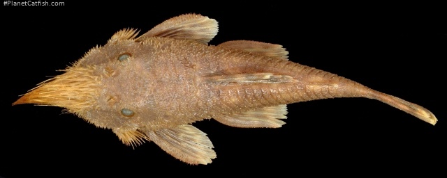 Neblinichthys pilosus