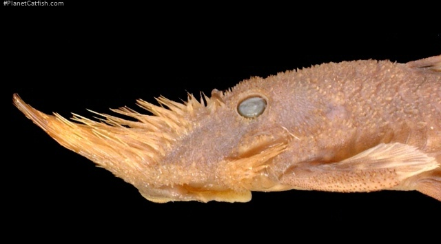 Neblinichthys pilosus