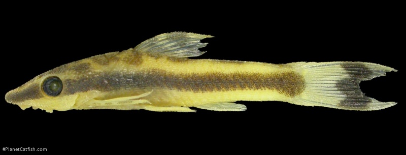 Otocinclus batmani