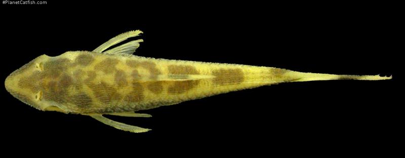 Otocinclus batmani