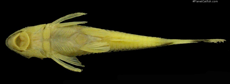 Otocinclus batmani