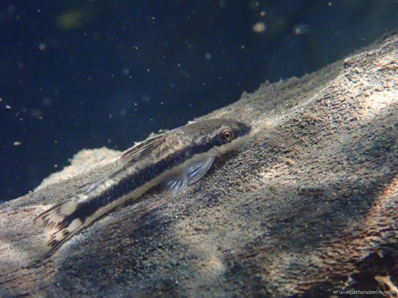 Otocinclus bororo