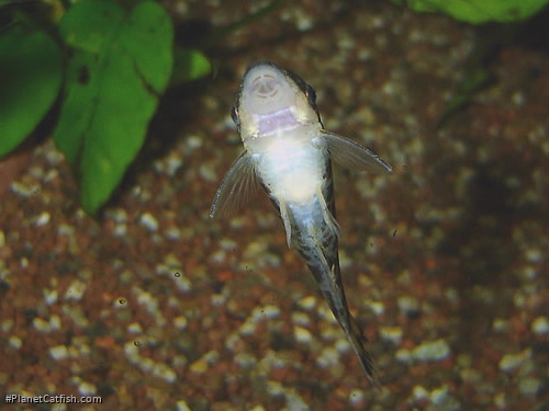 Otocinclus cocama