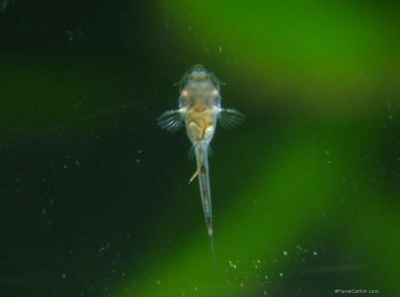 Otocinclus cocama