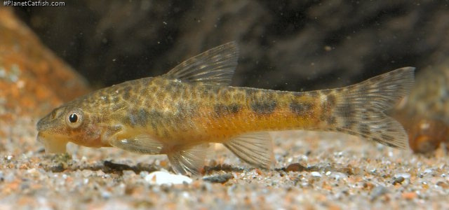 Otocinclus flexilis