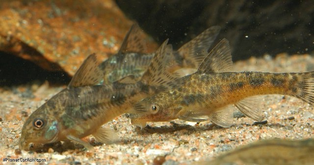 Otocinclus flexilis