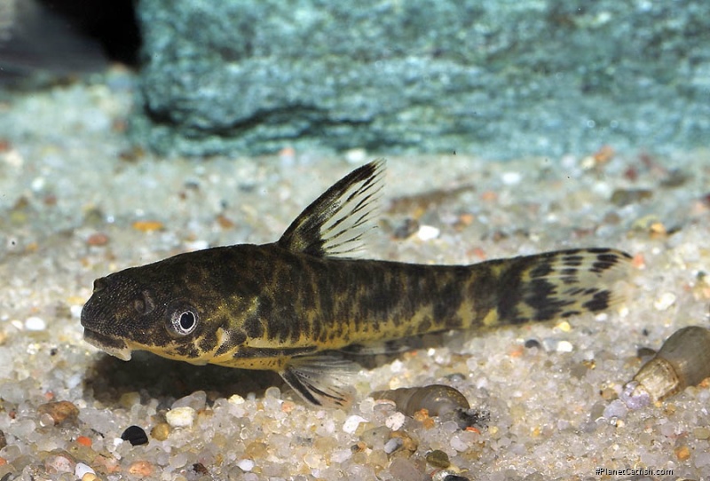 Otocinclus flexilis