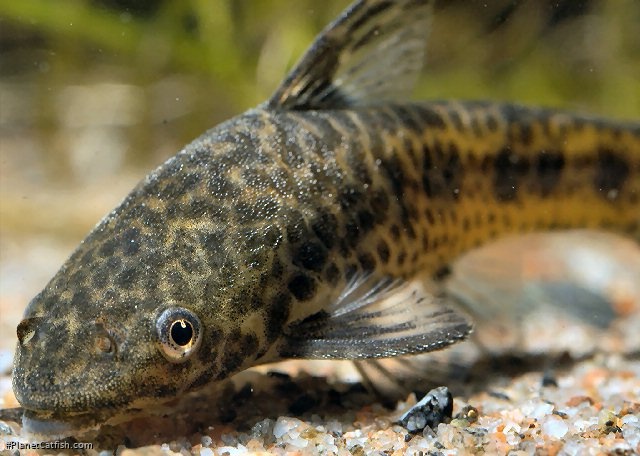 Otocinclus flexilis