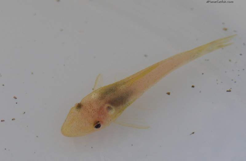 Otocinclus macrospilus
