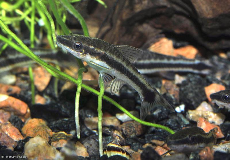 Otocinclus macrospilus