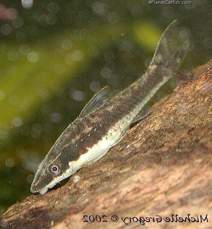 Otocinclus vestitus