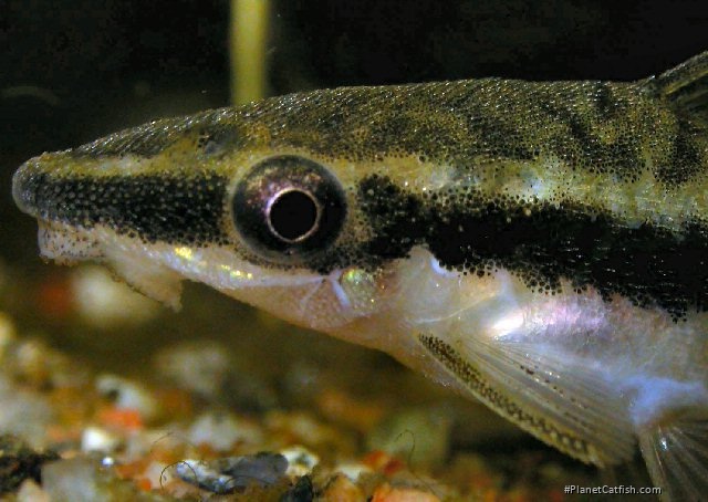 Otocinclus vittatus