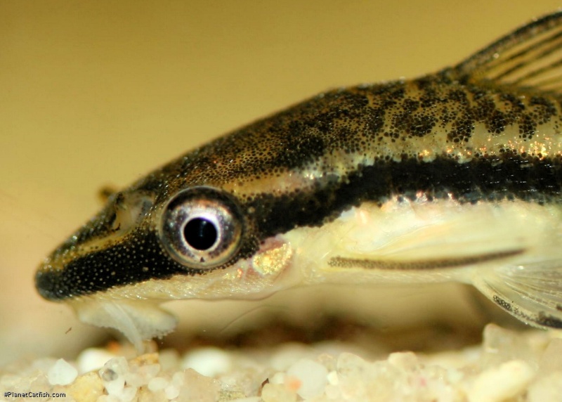 Otocinclus vittatus