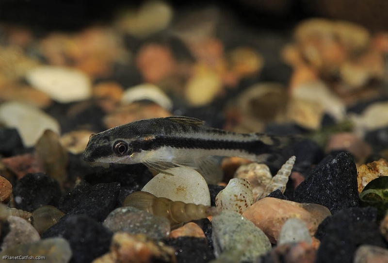 Otocinclus vittatus