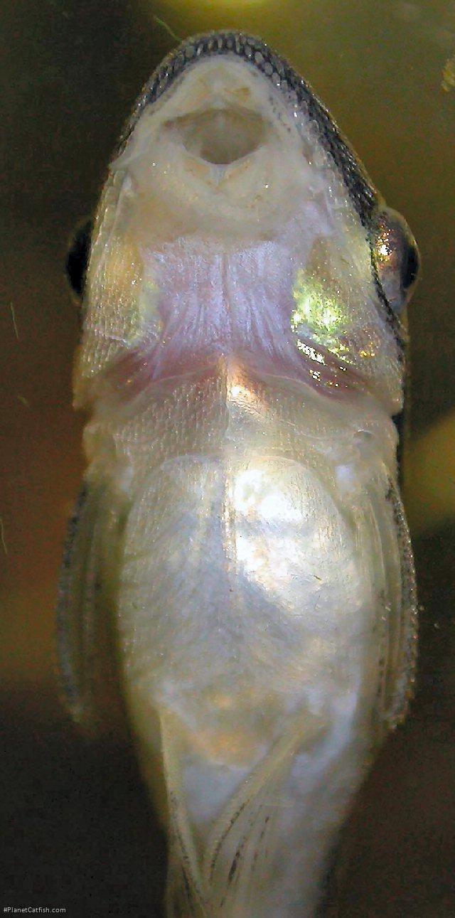 Otocinclus vittatus