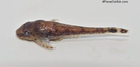 Otothyris lophophanes