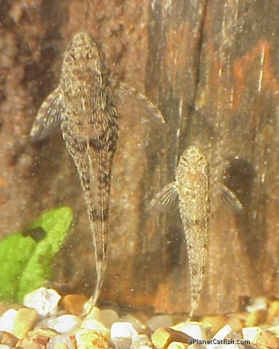 Otothyris travassosi