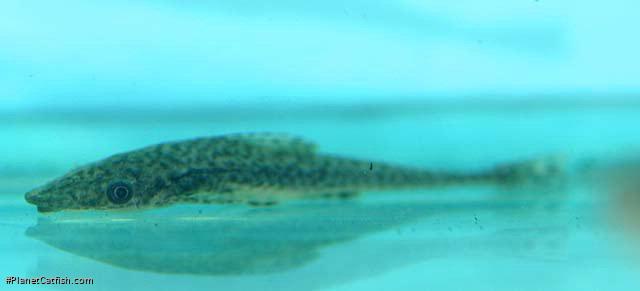 Oxyropsis acutirostris