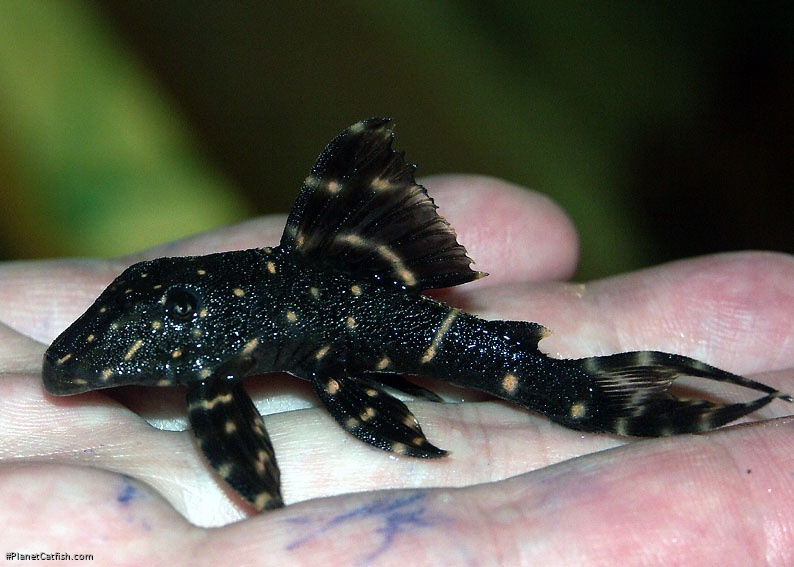 Panaqolus albivermis