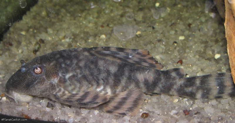 Panaqolus changae