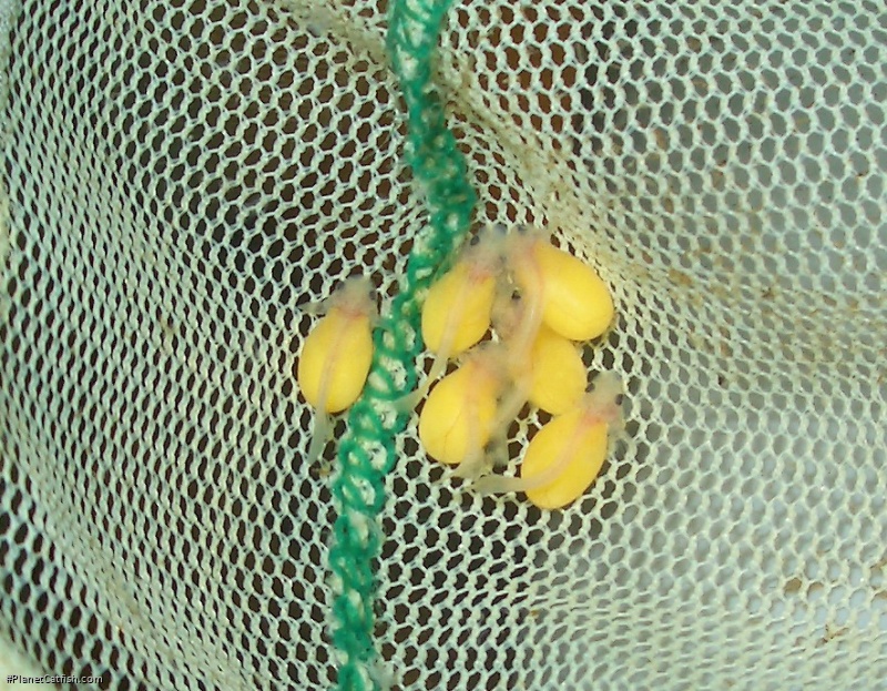 Panaqolus changae