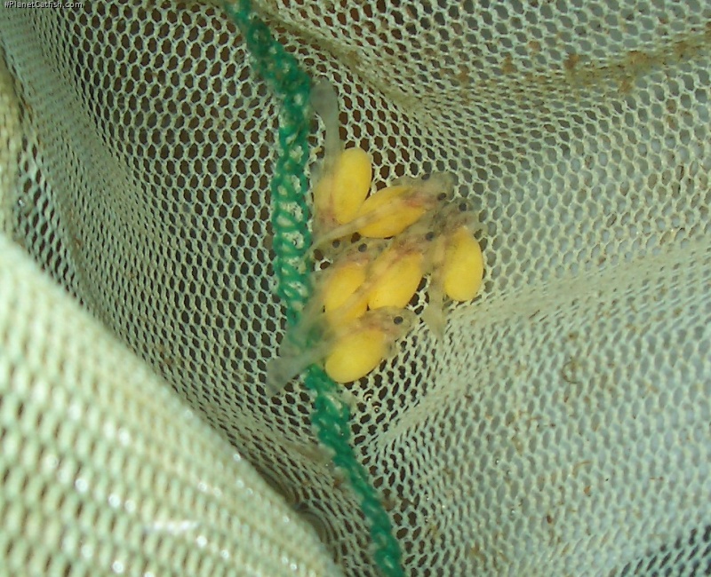 Panaqolus changae