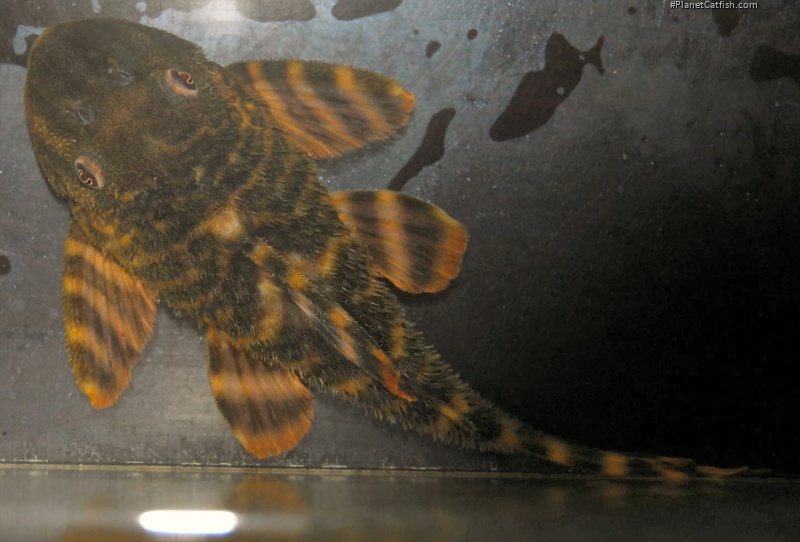 Panaqolus changae
