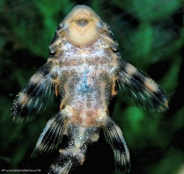 Panaqolus maccus