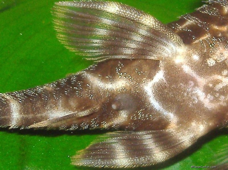 Panaqolus maccus