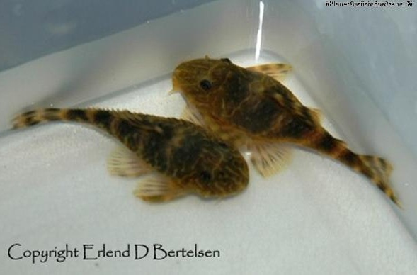 Panaqolus maccus