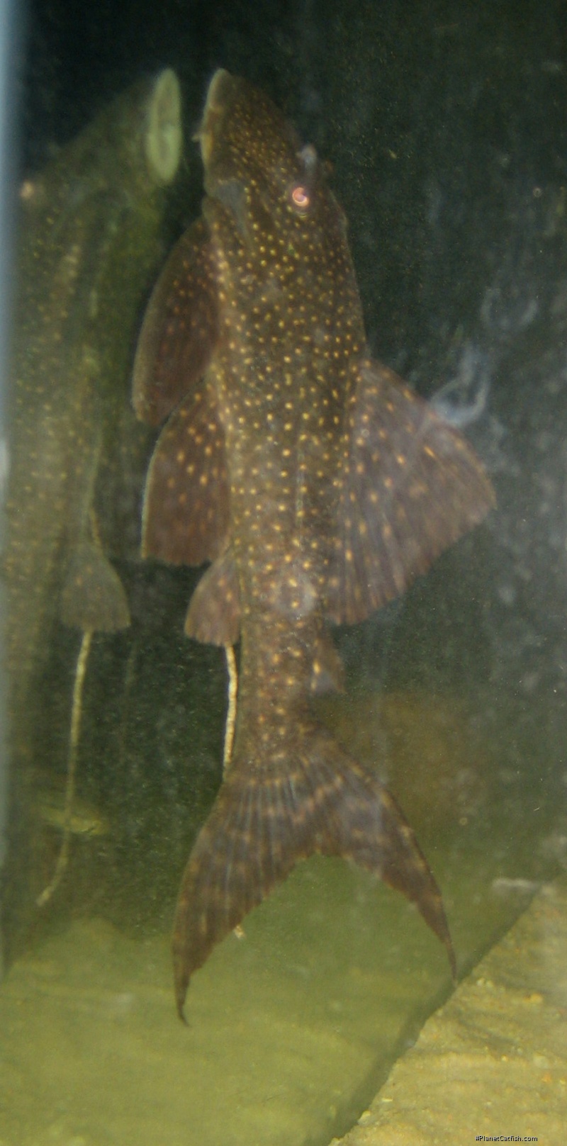 Panaqolus nix