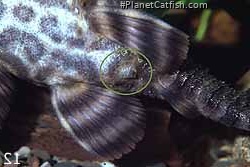 Panaqolus sp. (L002)