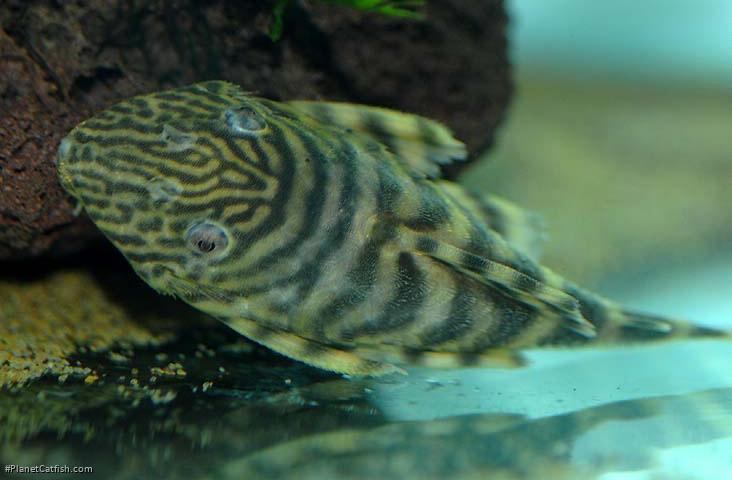 Panaqolus sp. (L002)