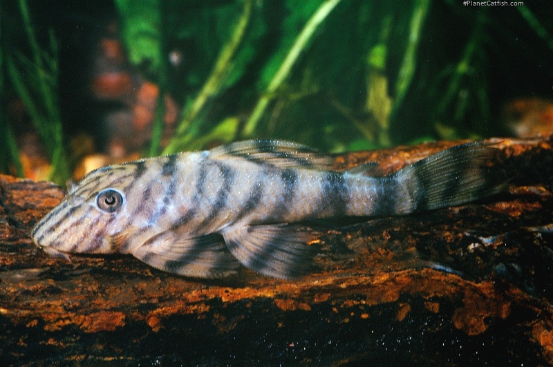 Panaqolus sp. (L002)