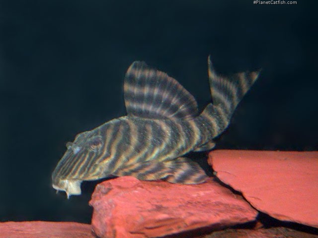 Panaqolus sp. (L002)