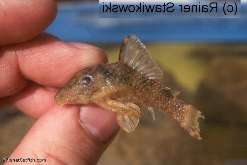 Panaqolus sp. (L105)