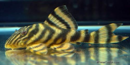 Panaqolus sp. (L169)