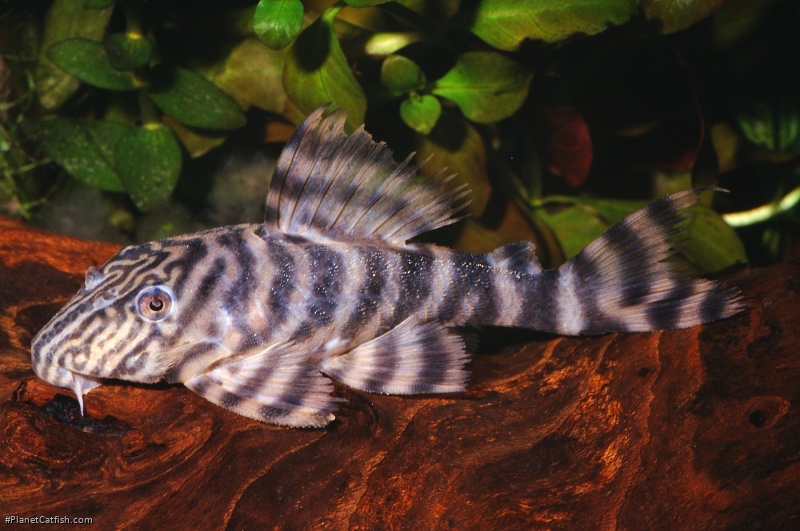 Panaqolus sp. (L169)