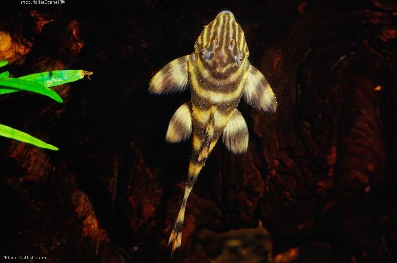 Panaqolus sp. (L169)