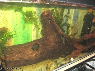Panaqolus sp. (L169)