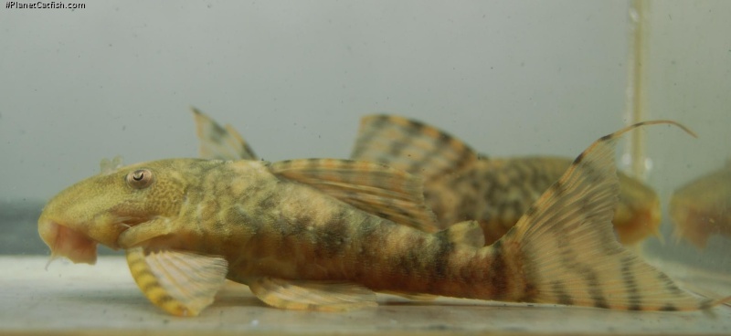 Panaqolus sp. (L206)