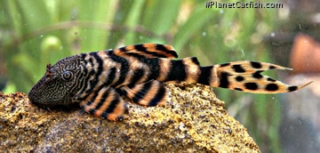Panaqolus sp. (L206)