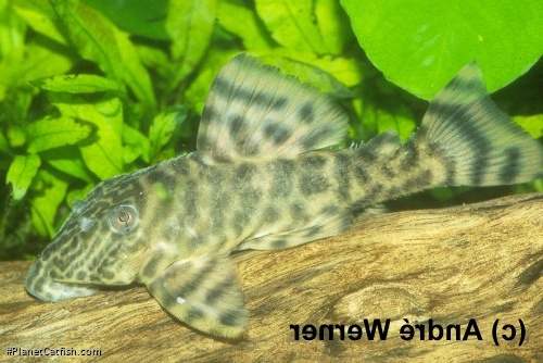 Panaqolus sp. (L272)