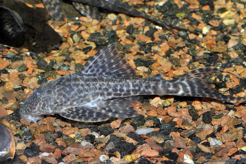 Panaqolus sp. (L351)