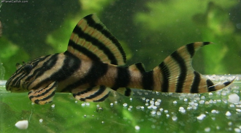 Panaqolus sp. (L374)