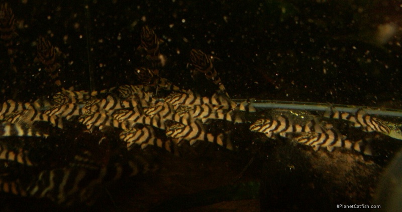 Panaqolus sp. (L374)